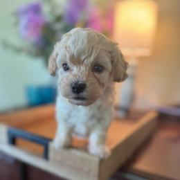Check - Apricot male Maltipoo puppy in Wendell, North Carolina from Teddys Teddy Bears