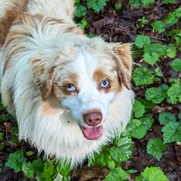 Rocket - Miniature American Shepherd