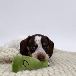 Rose - Piebald female Dachshund puppy in Ben Wheeler, Texas from P&P Dachshunds
