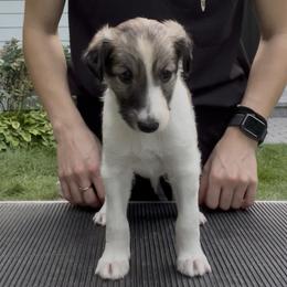 Silken Windhound Puppies from Cadence Silken Windhounds