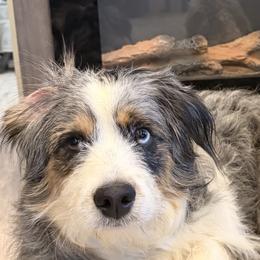 Aussiedoodles from All Dogs go to Heaven