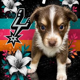 Harper - Red tri-color female Australian Shepherd puppy in Alamogordo, New Mexico from Two Nichols Aussies