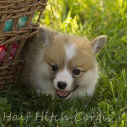 Cornbread - White and red male Pembroke Welsh Corgi puppy in Williams, California from Half Hitch Corgis
