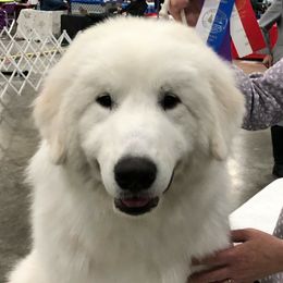 Great Pyrenees from Judith Cooper’s Great Pyrenees