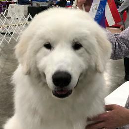 Great Pyrenees from Judith Cooper’s Great Pyrenees