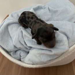 Dachshund Puppies from S&C Doxies