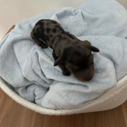 Dachshund Puppies from S&C Doxies
