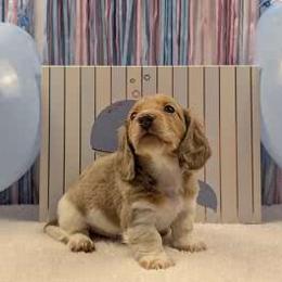Dachshund Puppies from Hot Diggity Doxies of Dothan