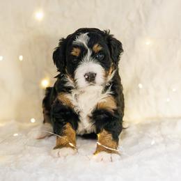 Bernedoodle Puppies from Safe Havynn Doodles