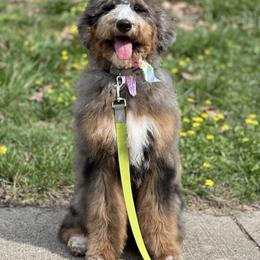 Roxie - Bernedoodle