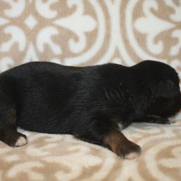 Brew - Black tri male Miniature Australian Shepherd puppy in Licking, Missouri from Burnett Aussies