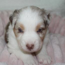 Issa Belle - Red merle female Australian Shepherd puppy in Granville, Ohio from River Trails Aussies