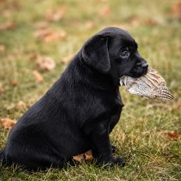 Labrador Retriever Puppies from Meritrust Labradors