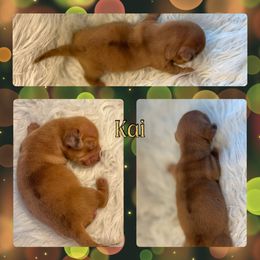 KAI - Dapple male Dachshund puppy in Purdy, Missouri from Luxe Dynasty