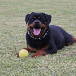 Rottweilers from Rom Haus Rottweilers, LLC