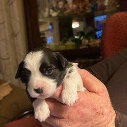 Girl 3 - Black and white female Havanese puppy in Melba, Idaho from Lawson Havanese