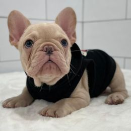 French Bulldogs and Poodles from YZC Frenchies at 4C Ranch