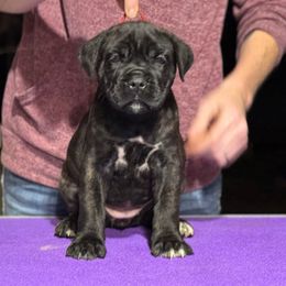 Red F - Black female Cane Corso puppy in Paris, Texas from Knucklehead Cane Corso
