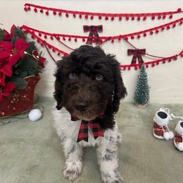 Girl 2 - Parti Poodle puppy in Texas from C Ranch Kennel