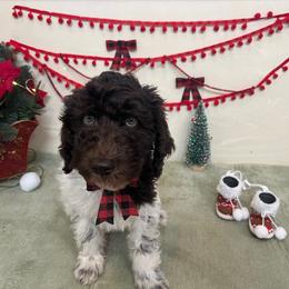 Girl 2 - Parti Poodle puppy in Texas from C Ranch Kennel