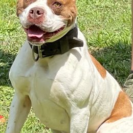 American Bulldogs and American Hairless Terriers from Royal Flush Kennels