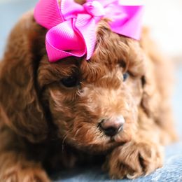 Lily - Red  Poodle puppy in Laveen, Arizona from Nystrom Clan Pups