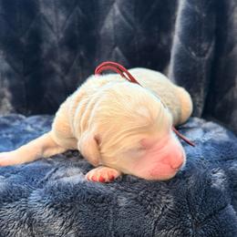 Spider Man - Cream male Goldendoodle puppy in Houston, Texas from Were The Mack'Doodles