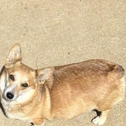MARLEY - Pembroke Welsh Corgi