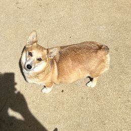 MARLEY - Pembroke Welsh Corgi