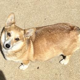 MARLEY - Pembroke Welsh Corgi