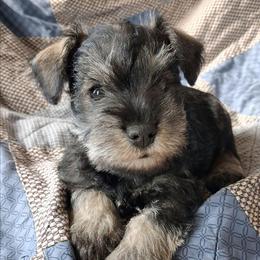 Antonio - Salt and pepper male Miniature Schnauzer puppy in Richardton, North Dakota from Crooked Tree Ranch