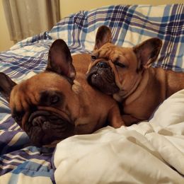 French Bulldogs from Belleauwood
