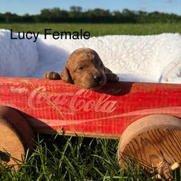 Girl 2 - Apricot female Goldendoodle puppy in Wever, Iowa from JK Royal Lines