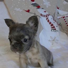 Ivy - Blue fawn female French Bulldog puppy in Raymore, Missouri from Michelle Thompson