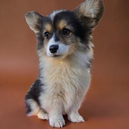 Tri fluffy male - Black and tan male Pembroke Welsh Corgi puppy in Unicoi, Tennessee from East Tennessee Clark Corgis
