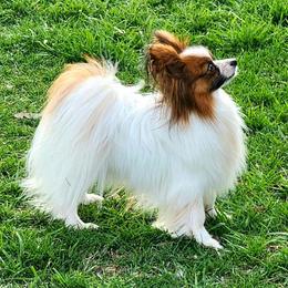 Aragorn - Papillon