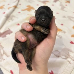 Flirt x Easy Girl - Orange sable female Pomeranian puppy in Lehi, Utah from Candy Shop Poms