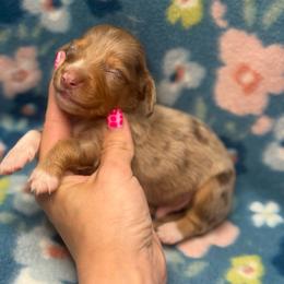 Sneezy AKC - Dapple male Dachshund puppy in Oklahoma City, Oklahoma from Barrett’s Doxie Farm