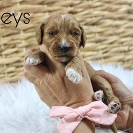 Baileys - Red  female Goldendoodle puppy in Casa Grande, Arizona from AzDoodle Dandies
