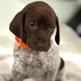 Jossie - White and liver female German Shorthaired Pointer puppy in Conroe, Texas from The Tipsy Rabbit