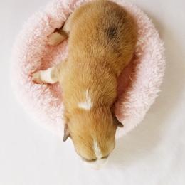 Pembroke Welsh Corgi Puppies from Whimsical Treasure Corgis