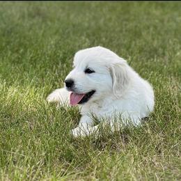 Golden Retriever and Labrador Retriever Puppies from Golden Bundles