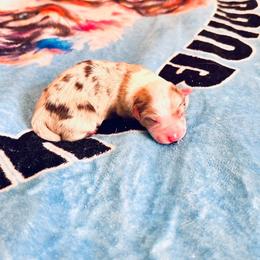 Cupid - Red merle male Australian Shepherd puppy in Williston, Florida from Over The Rainbow Aussies