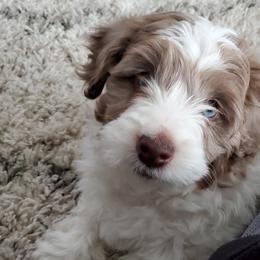 Aussiedoodle Puppies from Abbott Family Farm