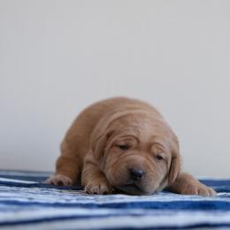 Labrador Retriever Puppies from Sun Ridge Labradors