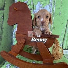 Benny - Dapple male Dachshund puppy in Waseca, Minnesota from Dragonfly Doxies