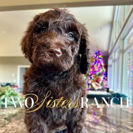 Charlie Brown - male Newfypoo puppy in Jackson, Missouri from Two Sisters Ranch, LLC