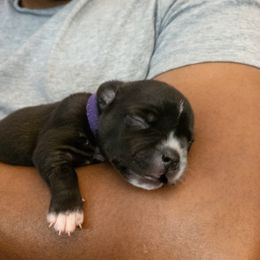 Staffordshire Bull Terrier Puppies from Ol'Wood Stafford's