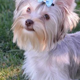 Sienna - Yorkshire Terrier