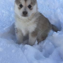Pomsky Puppies from Dakota Pomskies